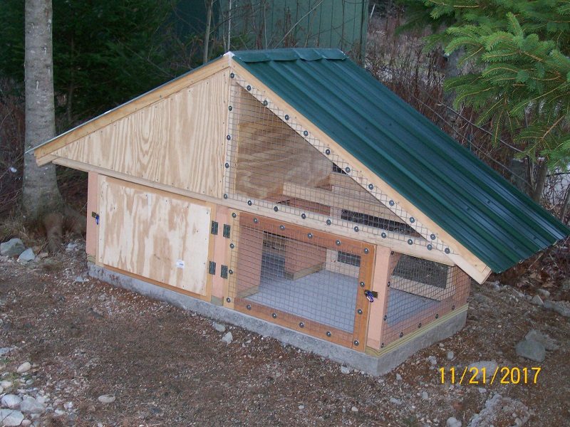 Build a Duck Coop