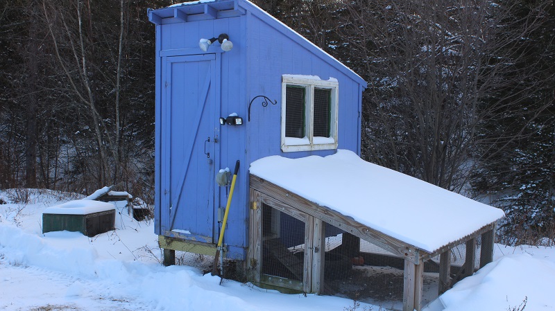 DIY Walk-in Chicken Coop (FREE PLANS)!